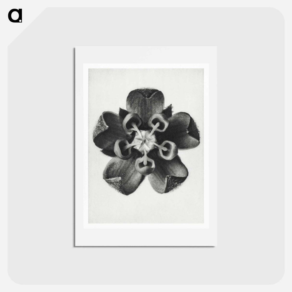 アートポストカード-Asclepias Syriaca - カール ブロスフェルト Postcard.