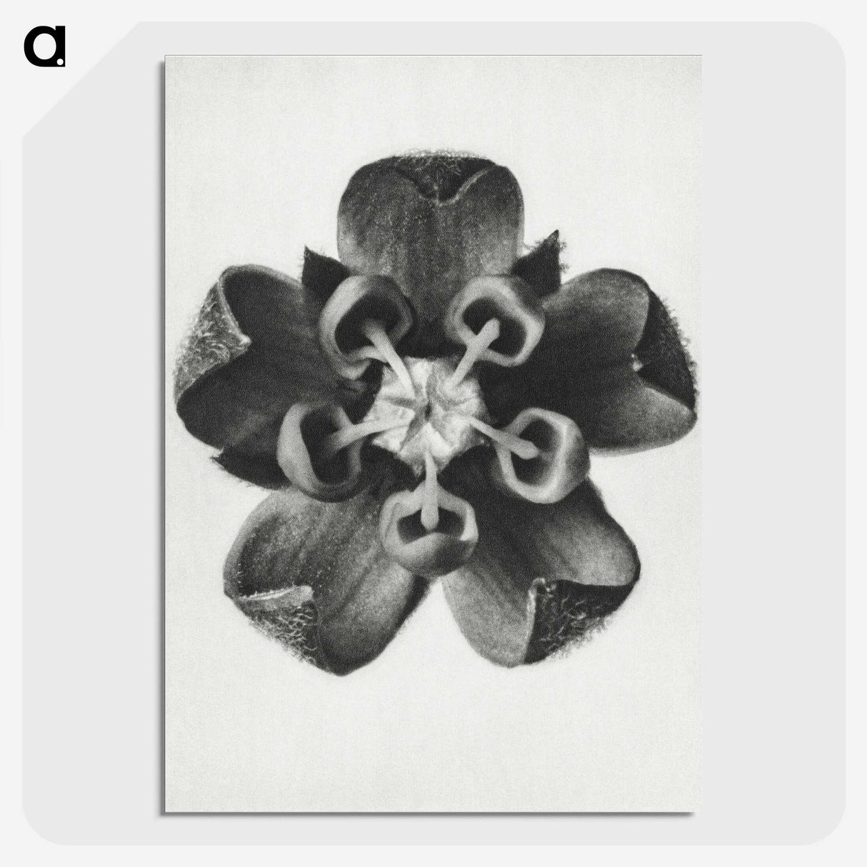 1-23_Karl-Blossfeldt_picture-crop