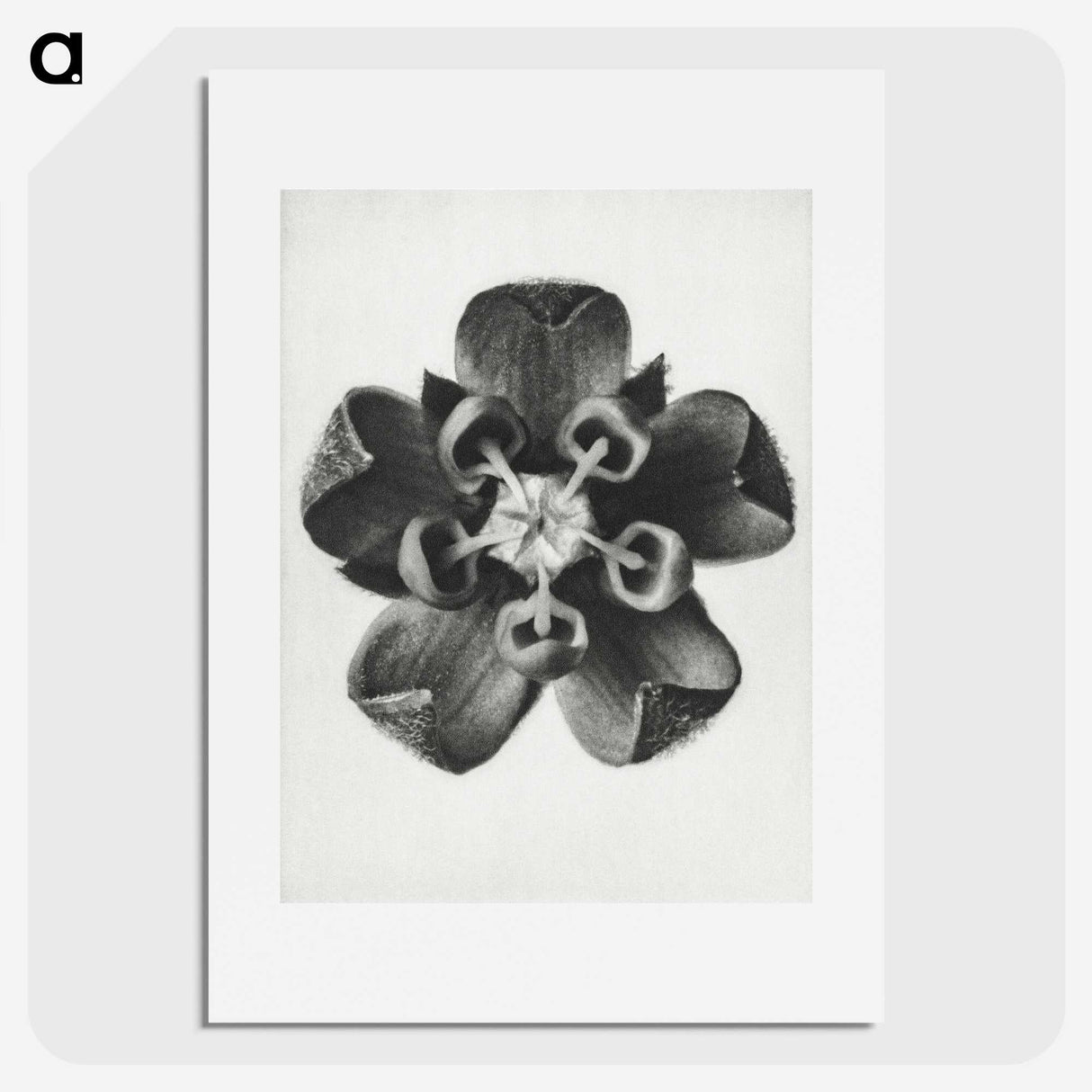 1-23_Karl-Blossfeldt_picture