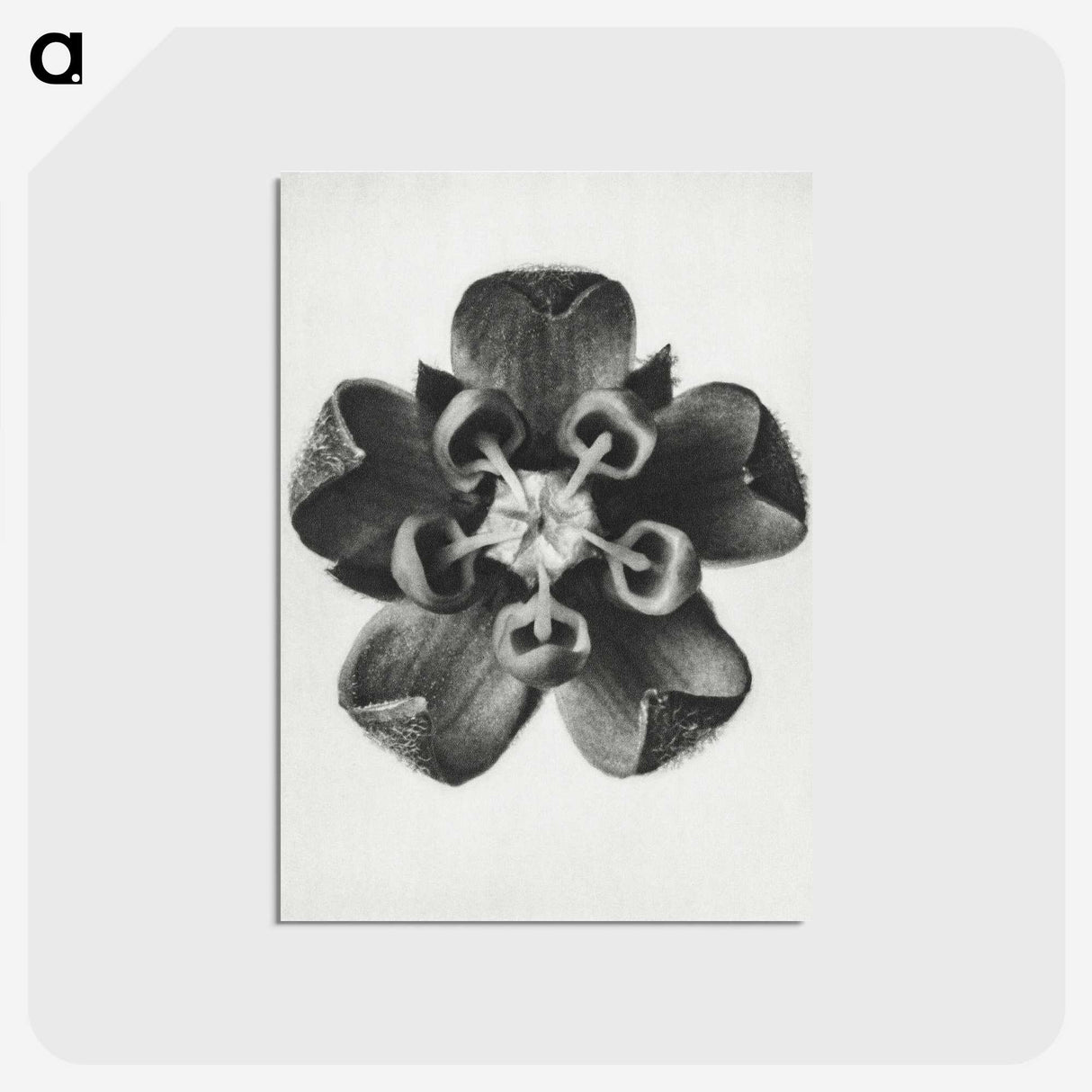 1-23_Karl-Blossfeldt_postcard