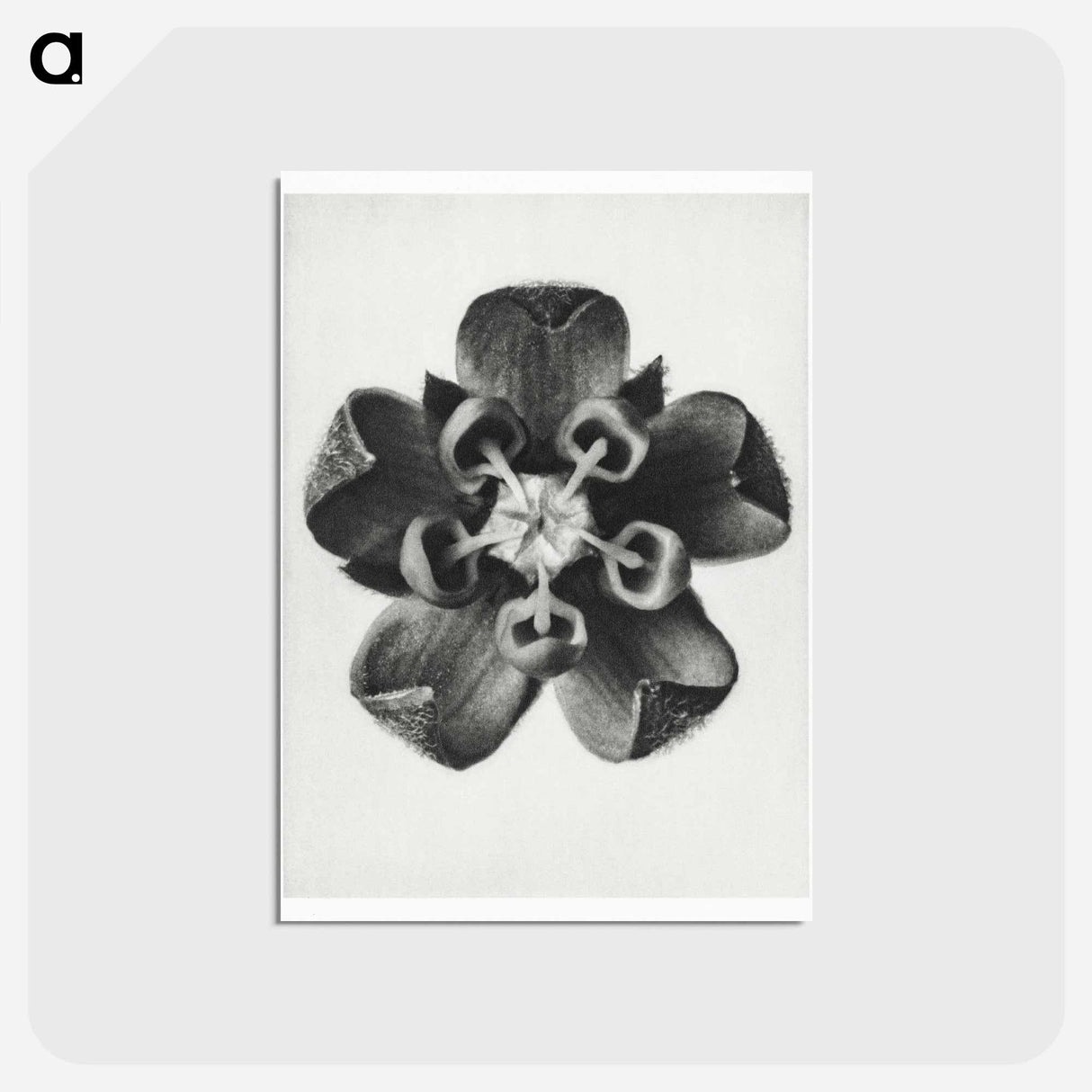 アートポストカード-Asclepias Syriaca - カール ブロスフェルト Postcard.