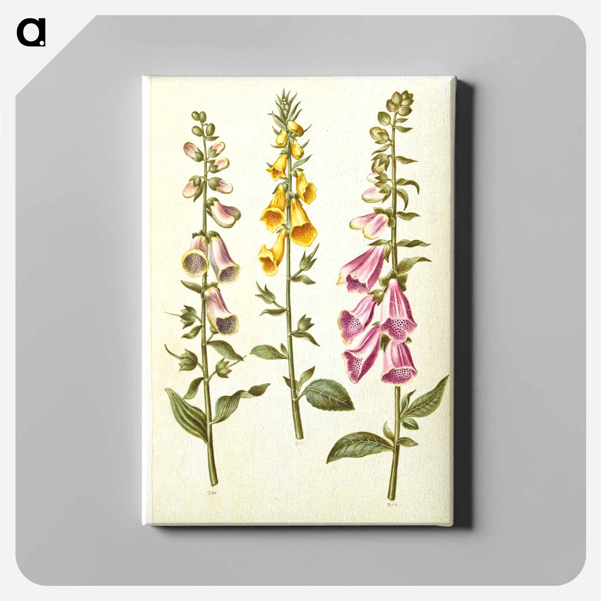 アートパネル-Foxgloves
- マリア ジビーラ メーリアン Canvas.