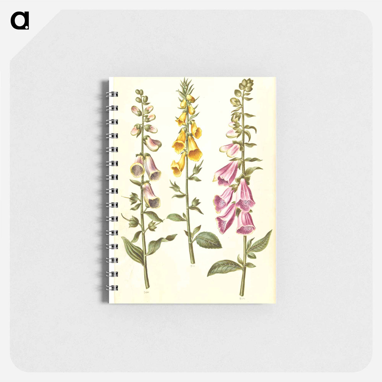 アートメモ帳-Foxgloves
- マリア ジビーラ メーリアン Memo.