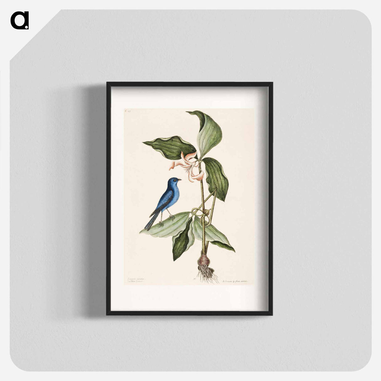 アートポスター-Blue Linnet
- マーク ケイツビー Poster.