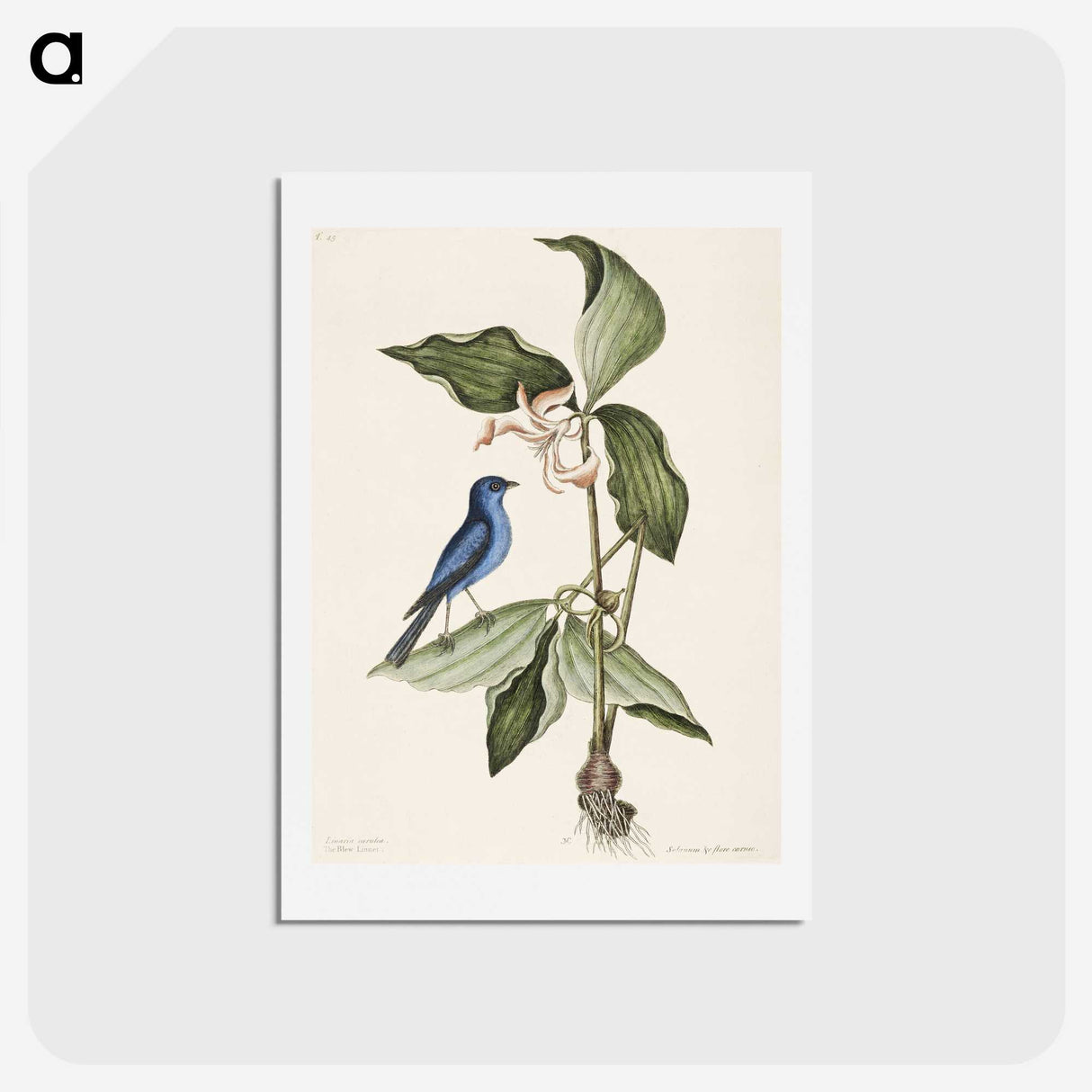 1-23_Mark-Catesby_hagaki