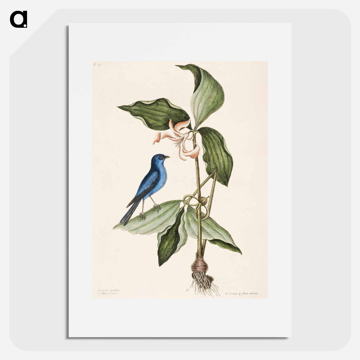 アートポスター-Blue Linnet
- マーク ケイツビー Poster.
