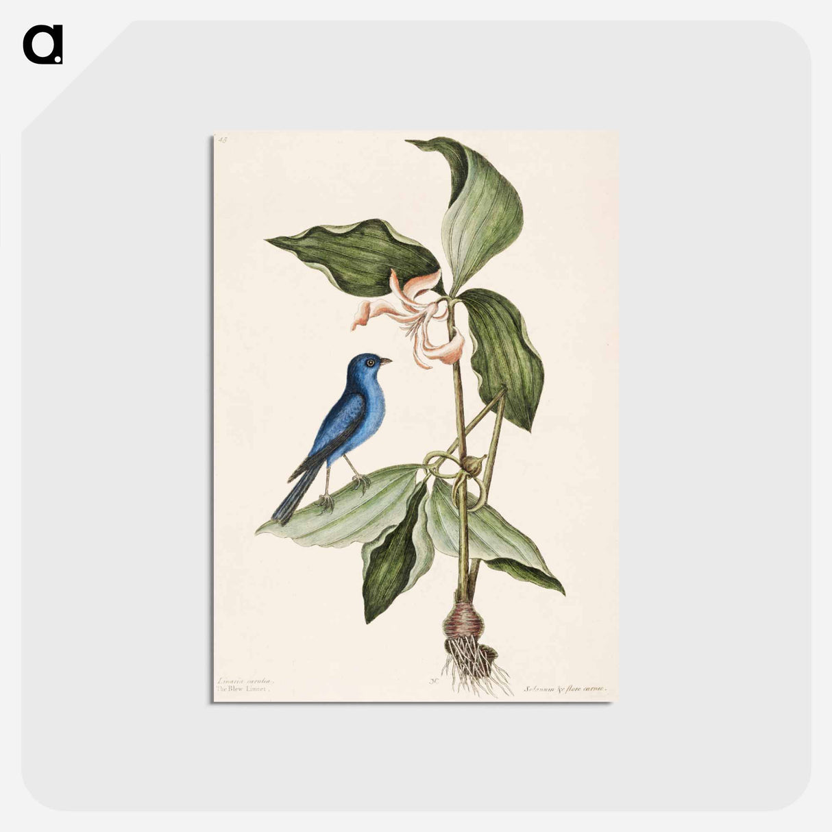 アートポストカード-Blue Linnet
- マーク ケイツビー Postcard.