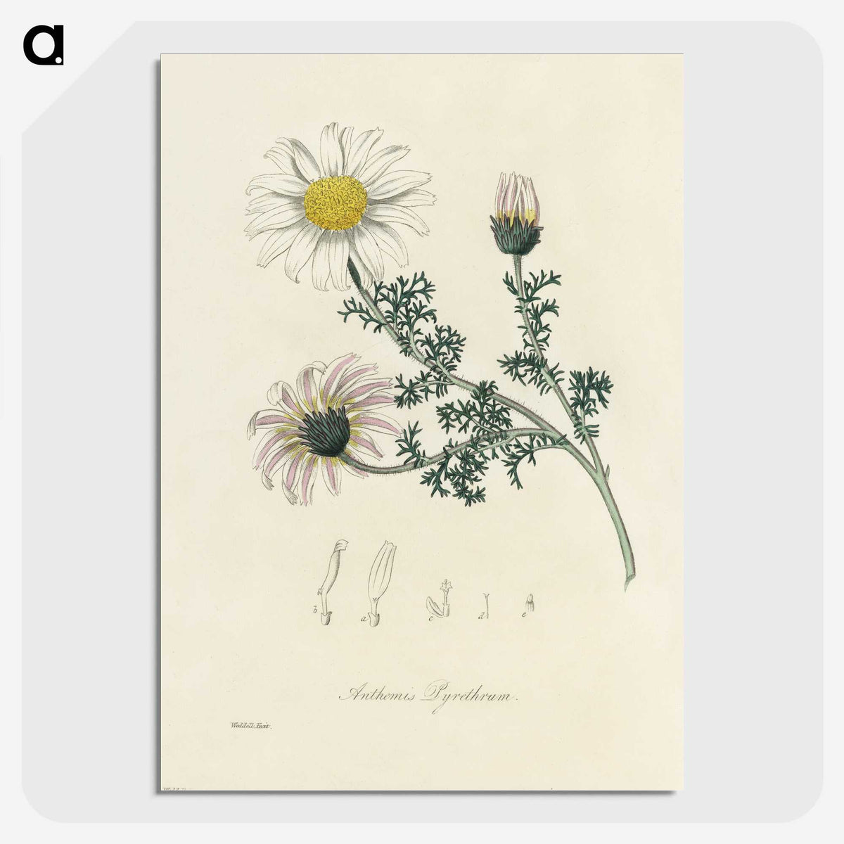 1-23_Medical-Botany_picture-crop