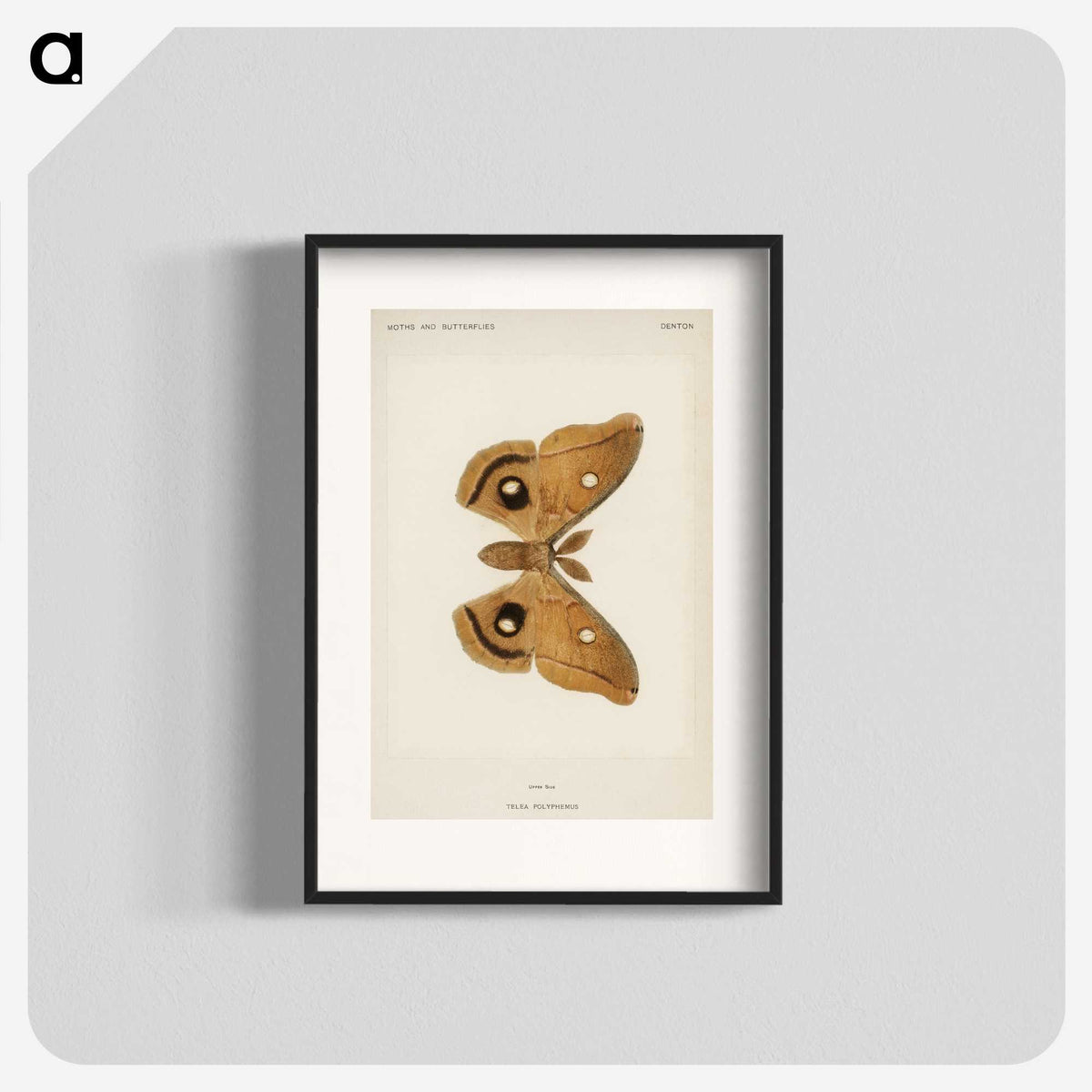 1-23_Moths-and-Butterflies-of-the-United-States_blk