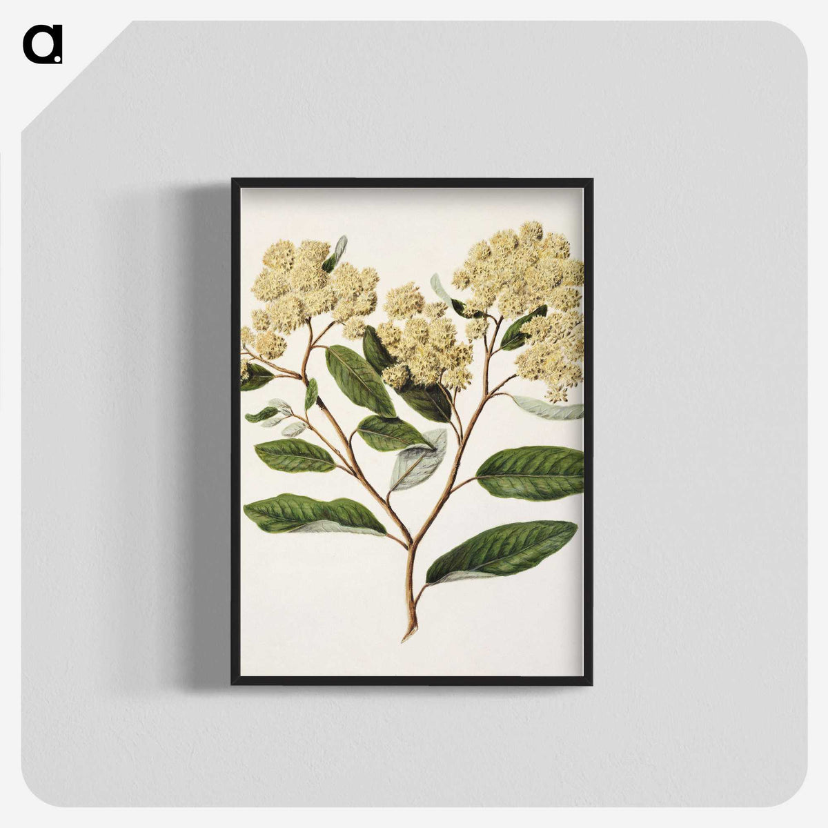 1-23_Native-Flowering-Plants-of-New-Zealand_blk-crop
