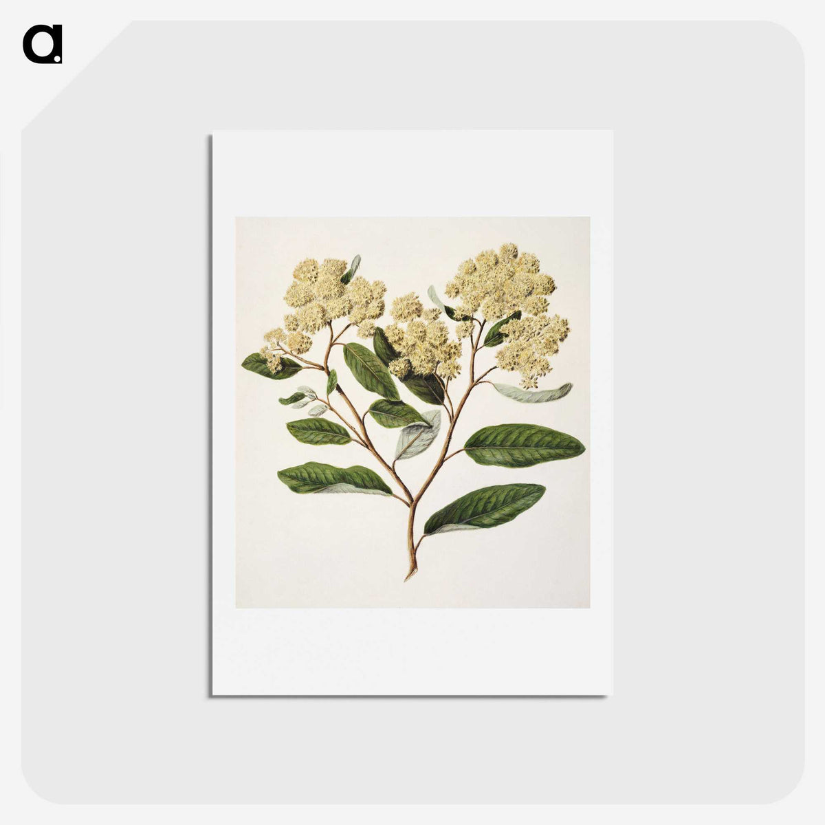 1-23_Native-Flowering-Plants-of-New-Zealand_hagaki