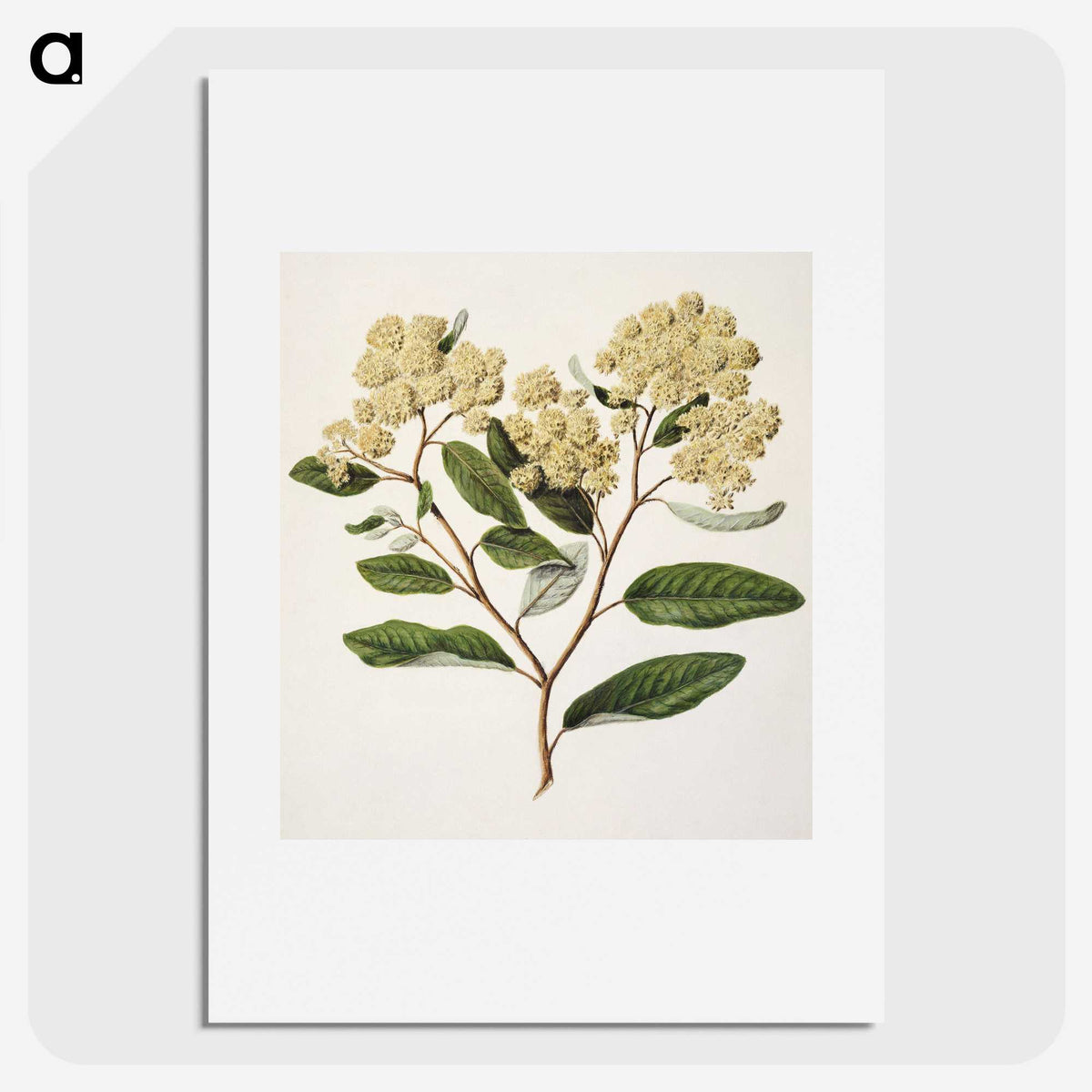 1-23_Native-Flowering-Plants-of-New-Zealand_picture