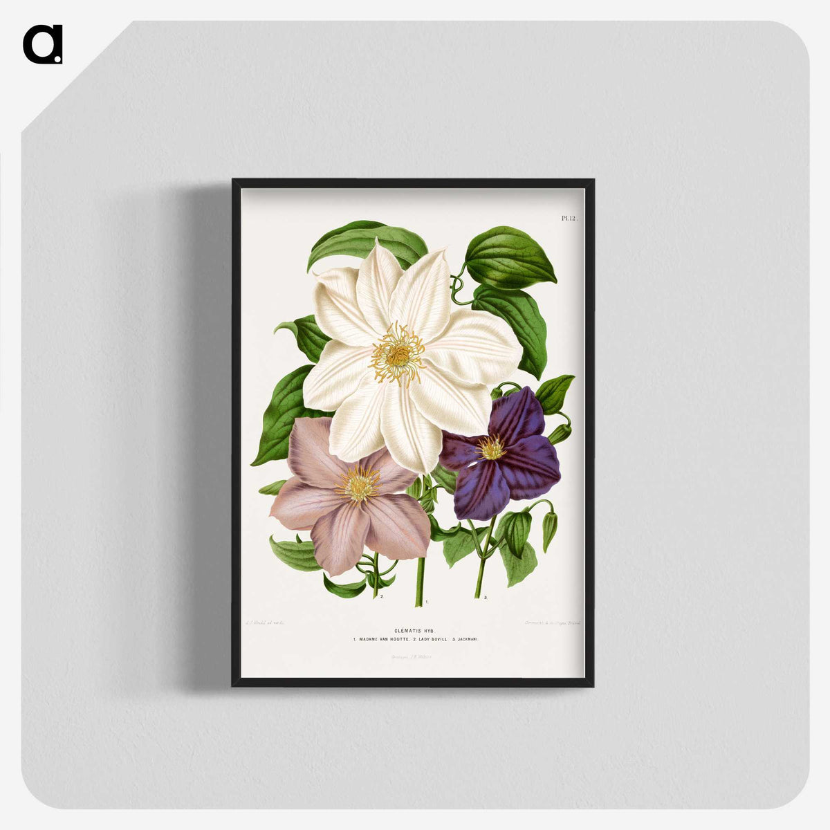 1-23_Nederlandsche-Flora-en-Pomona_blk-crop