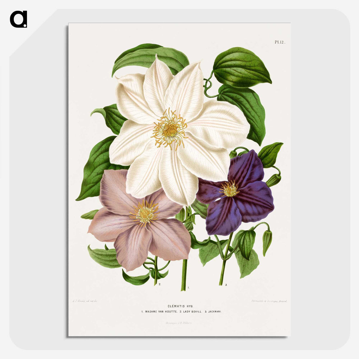 1-23_Nederlandsche-Flora-en-Pomona_picture-crop