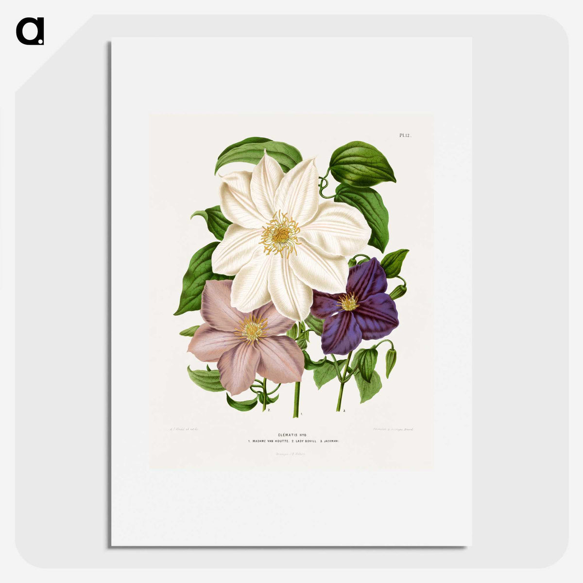 1-23_Nederlandsche-Flora-en-Pomona_picture