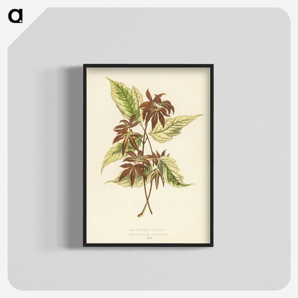 1-23_New-and-Rare-Beautiful-Leaved-Plants_blk-crop