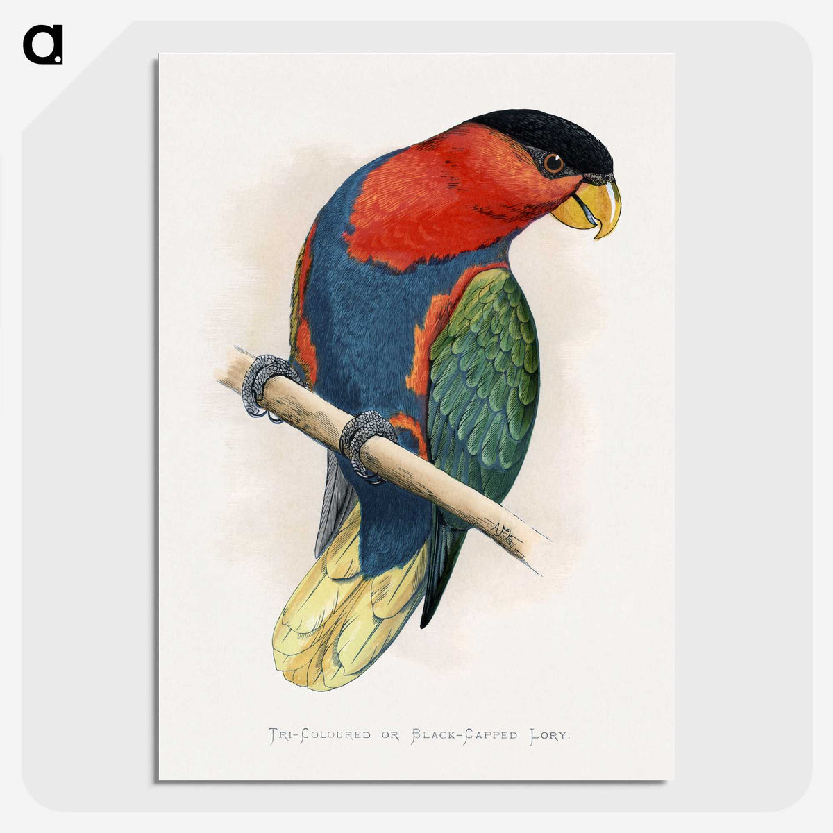 1-23_Parrots-in-Captivity_picture-crop