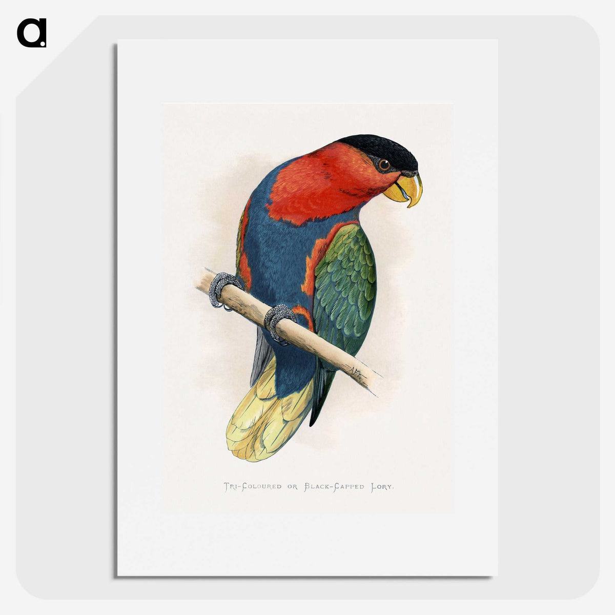 1-23_Parrots-in-Captivity_picture