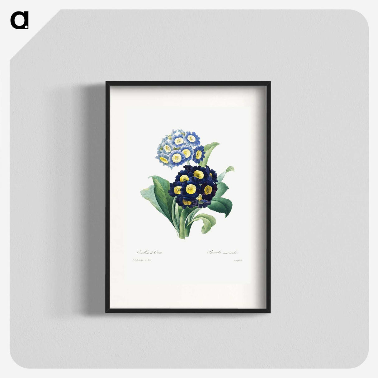 1-23_Pierre-Joseph-Redoute_blk