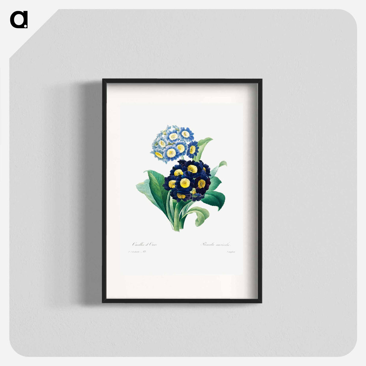 Cowslip primrose - Pierre Joseph Redouté Poster.