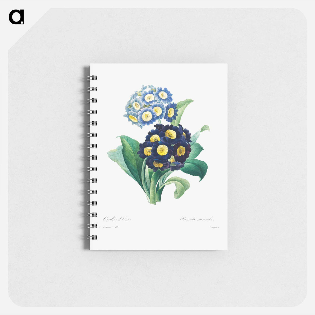 Cowslip primrose - ピエール ジョゼフ ルドゥーテ Memo.