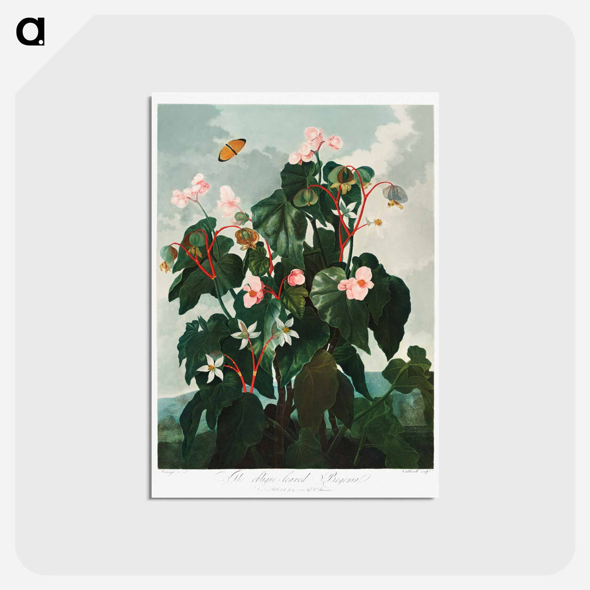 アートポストカード-Oblique-Leaved Begonia
- ロバート ジョン ソーントン Postcard.