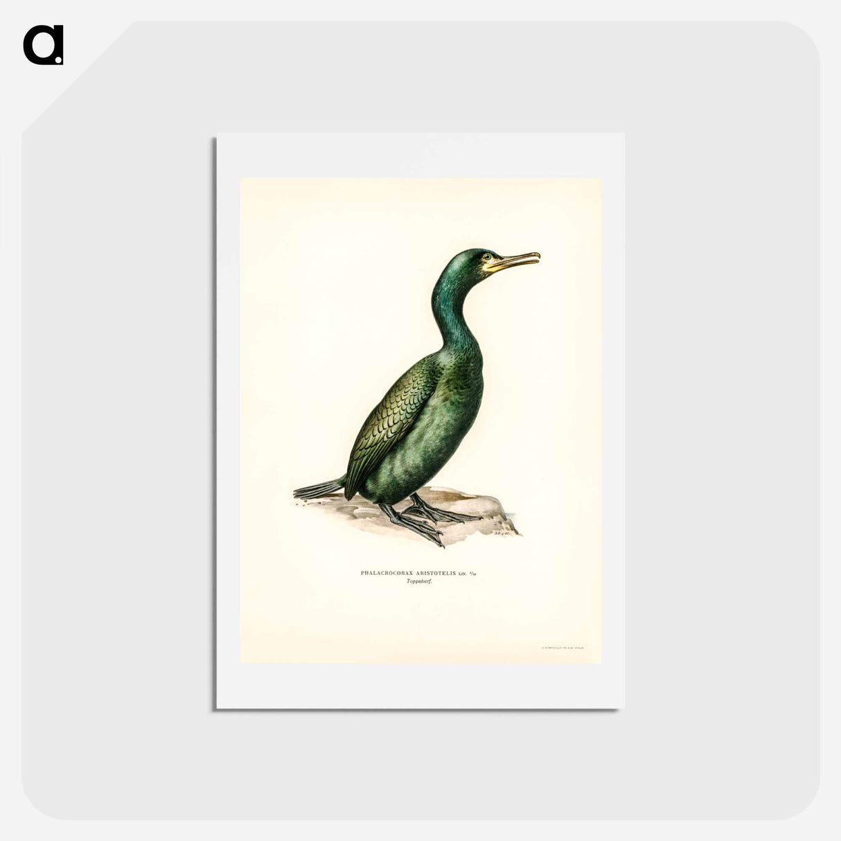 アートポストカード-European Shag
- スヴェンスカ フォグラル Postcard.