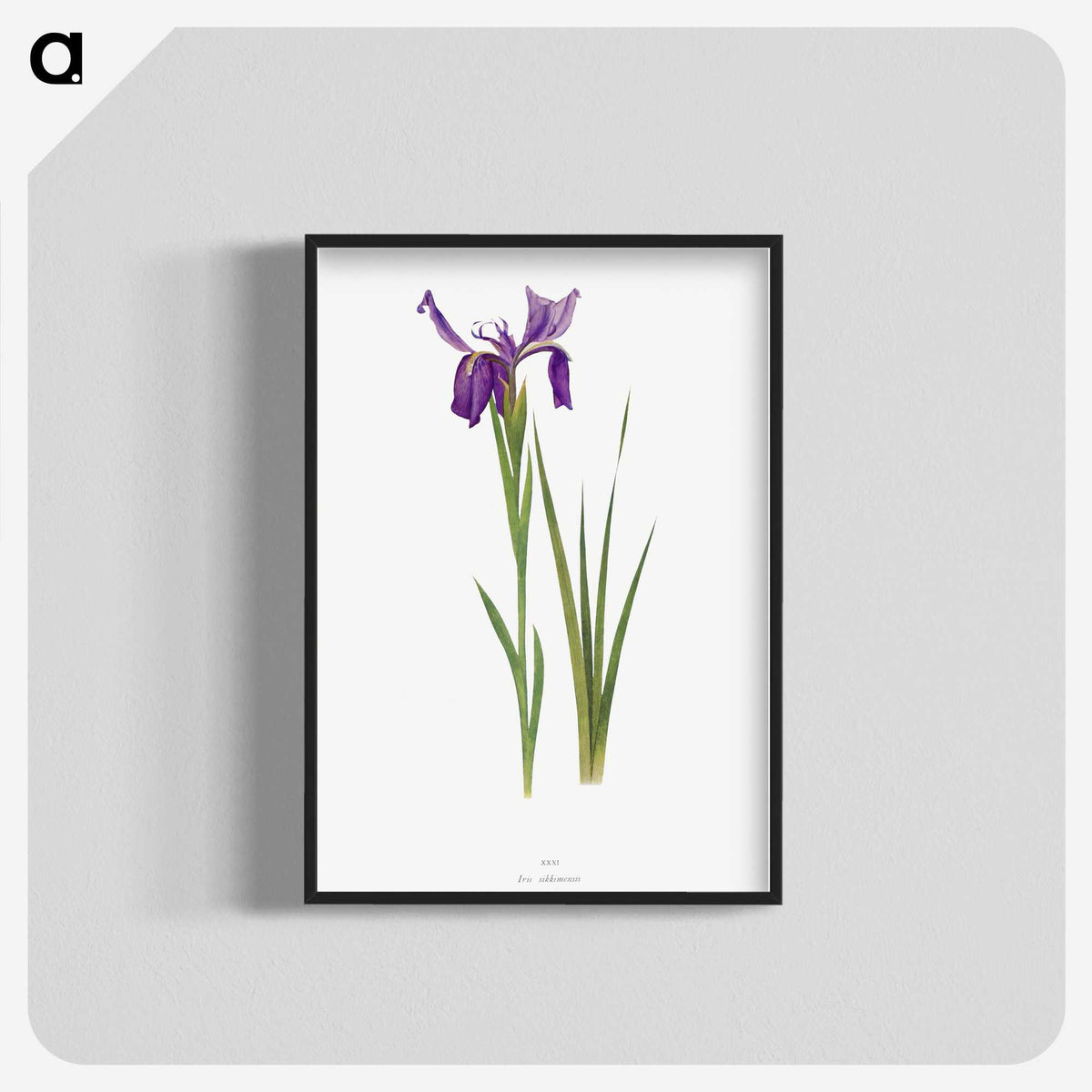 1-23_The-Genus-Iris_blk-crop