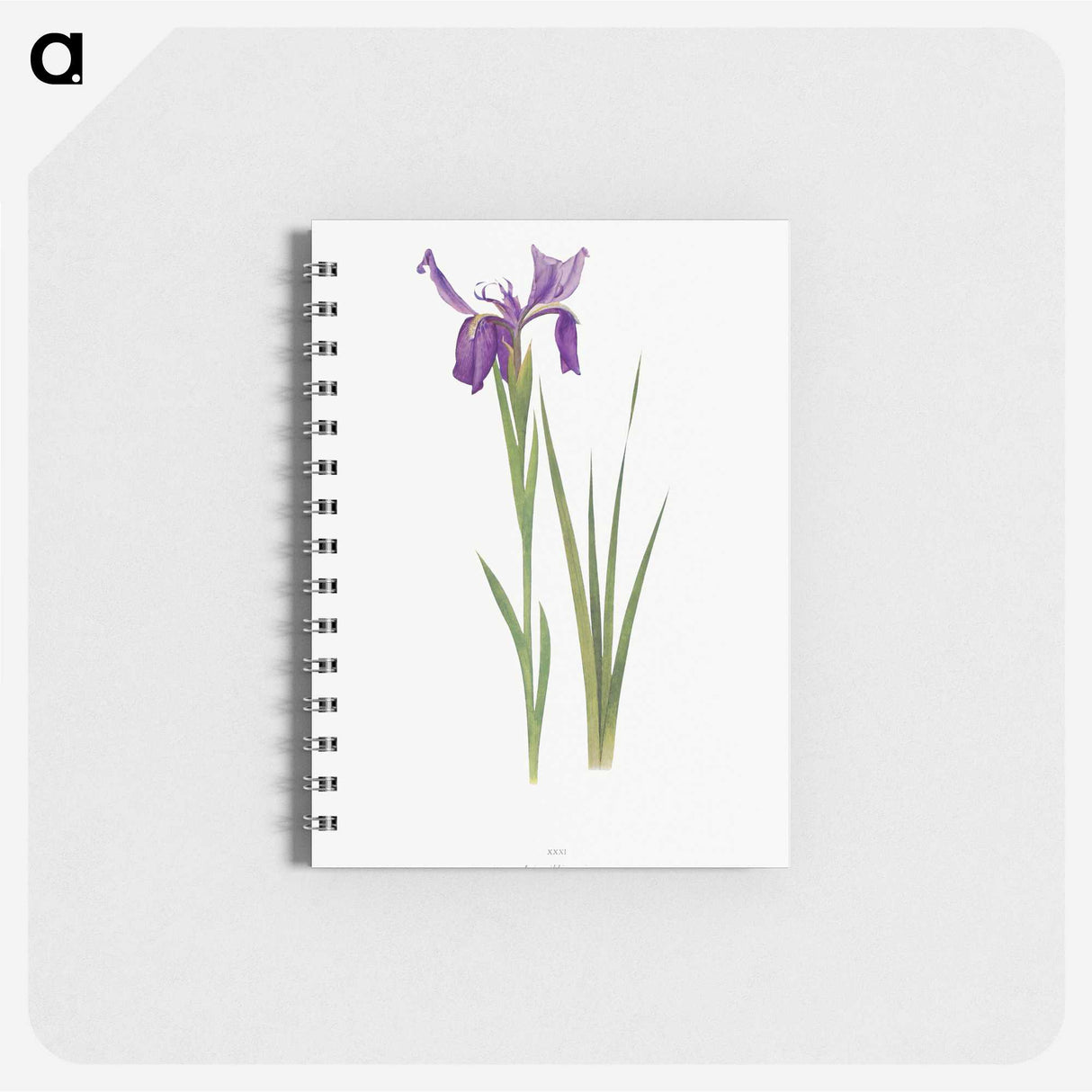 1-23_The-Genus-Iris_memo