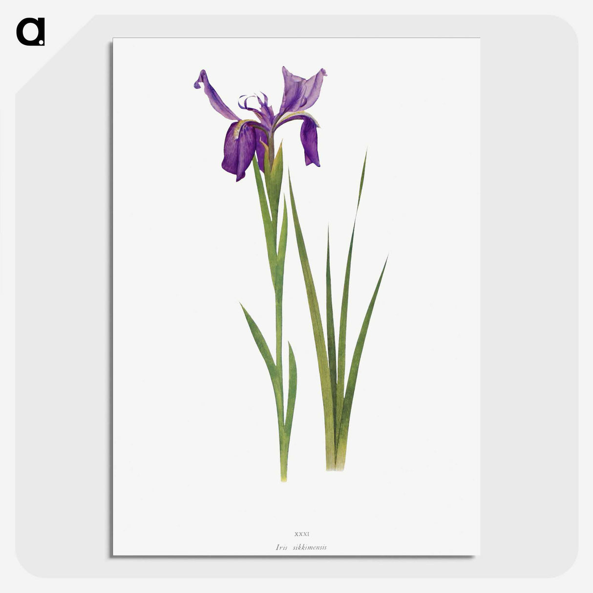 1-23_The-Genus-Iris_picture-crop