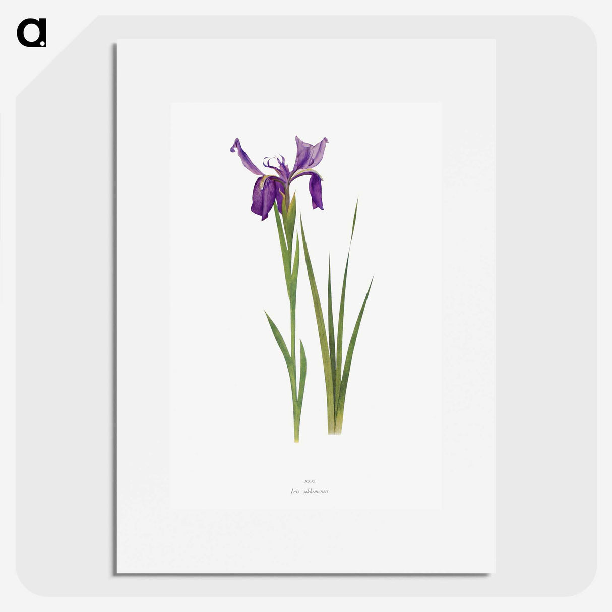 1-23_The-Genus-Iris_picture