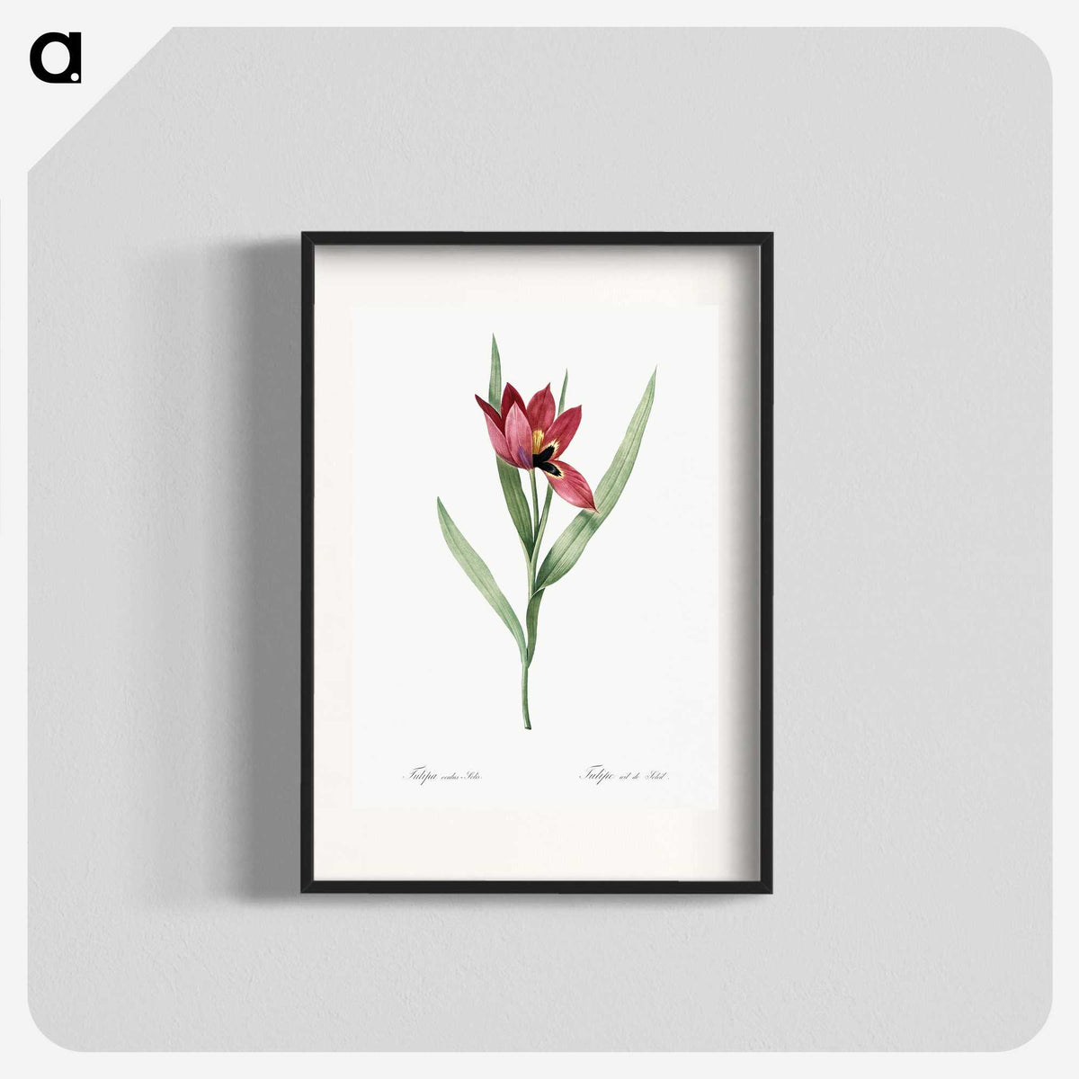 1-23_The-Lilies_blk