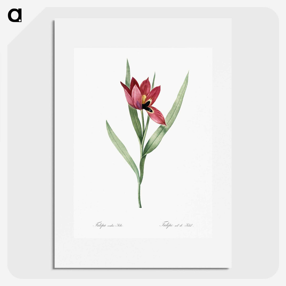 1-23_The-Lilies_picture