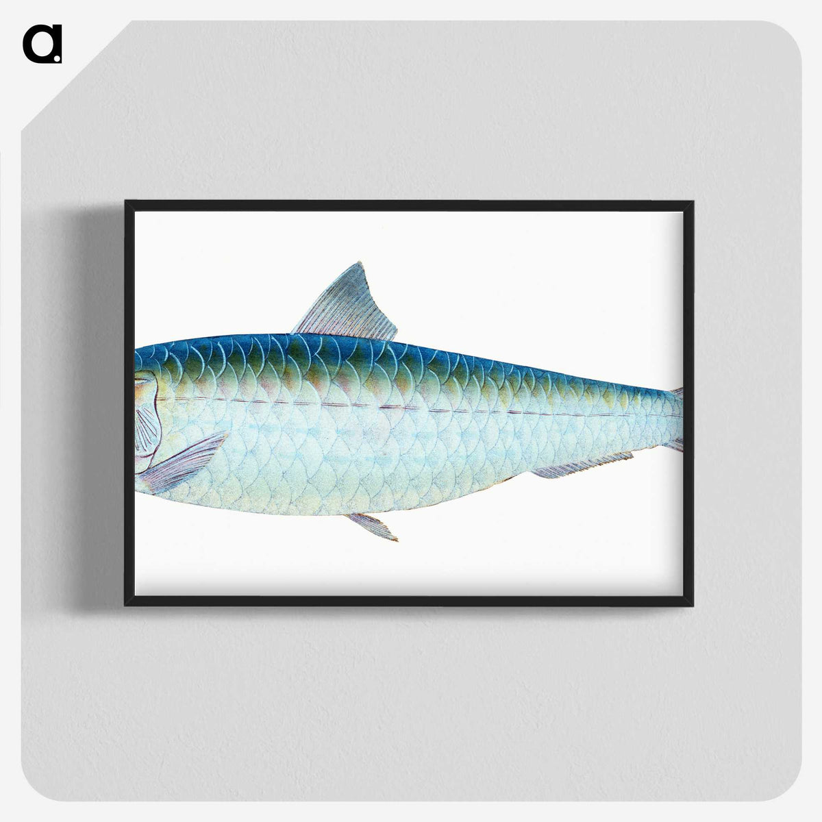 1-23_The-Natural-History-of-British-Fishes_blk-crop