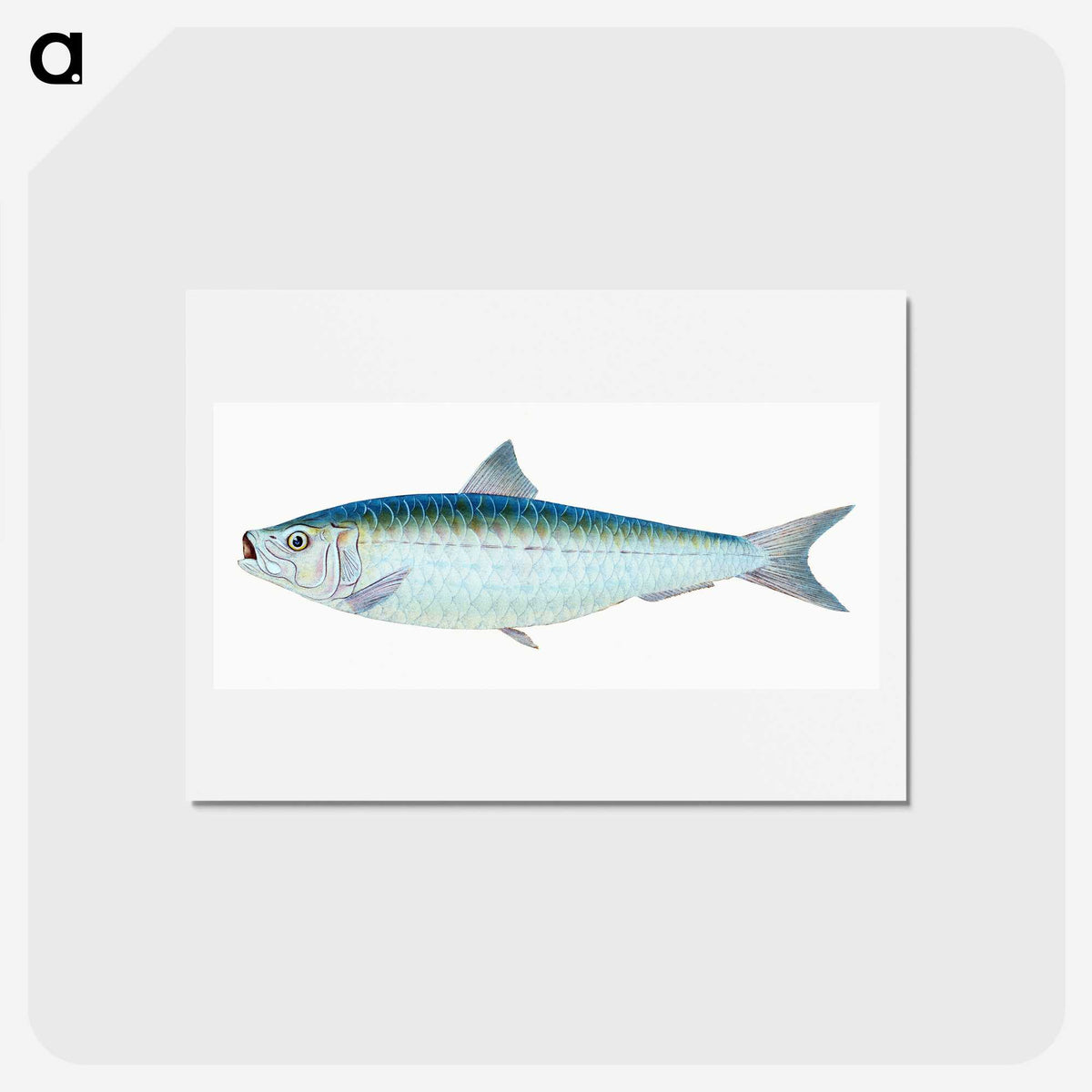 1-23_The-Natural-History-of-British-Fishes_hagaki