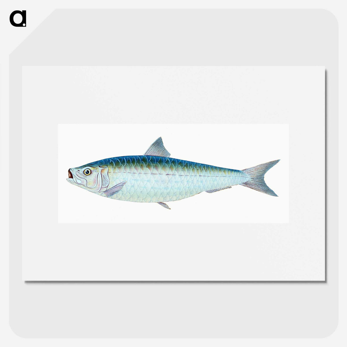 1-23_The-Natural-History-of-British-Fishes_picture