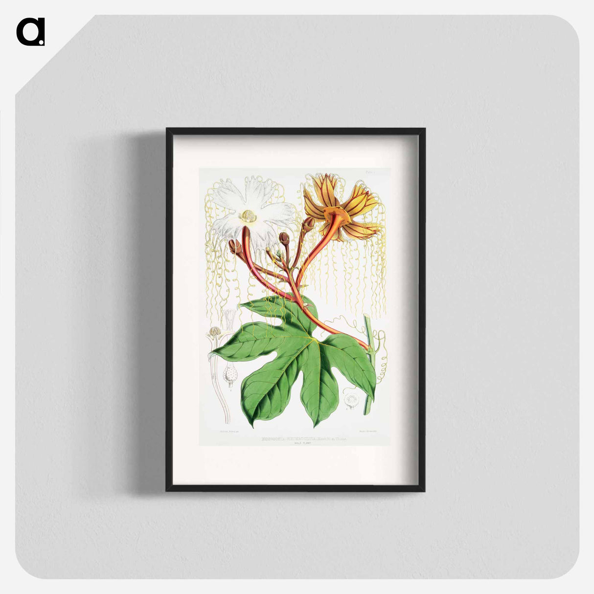 Chinese Lard Seed (Hodgsonia Heteroclita), male plant from Illustrations of Himalayan plants by WH (Walter Hood) Fitch - Walter Hood Fitch Poster.