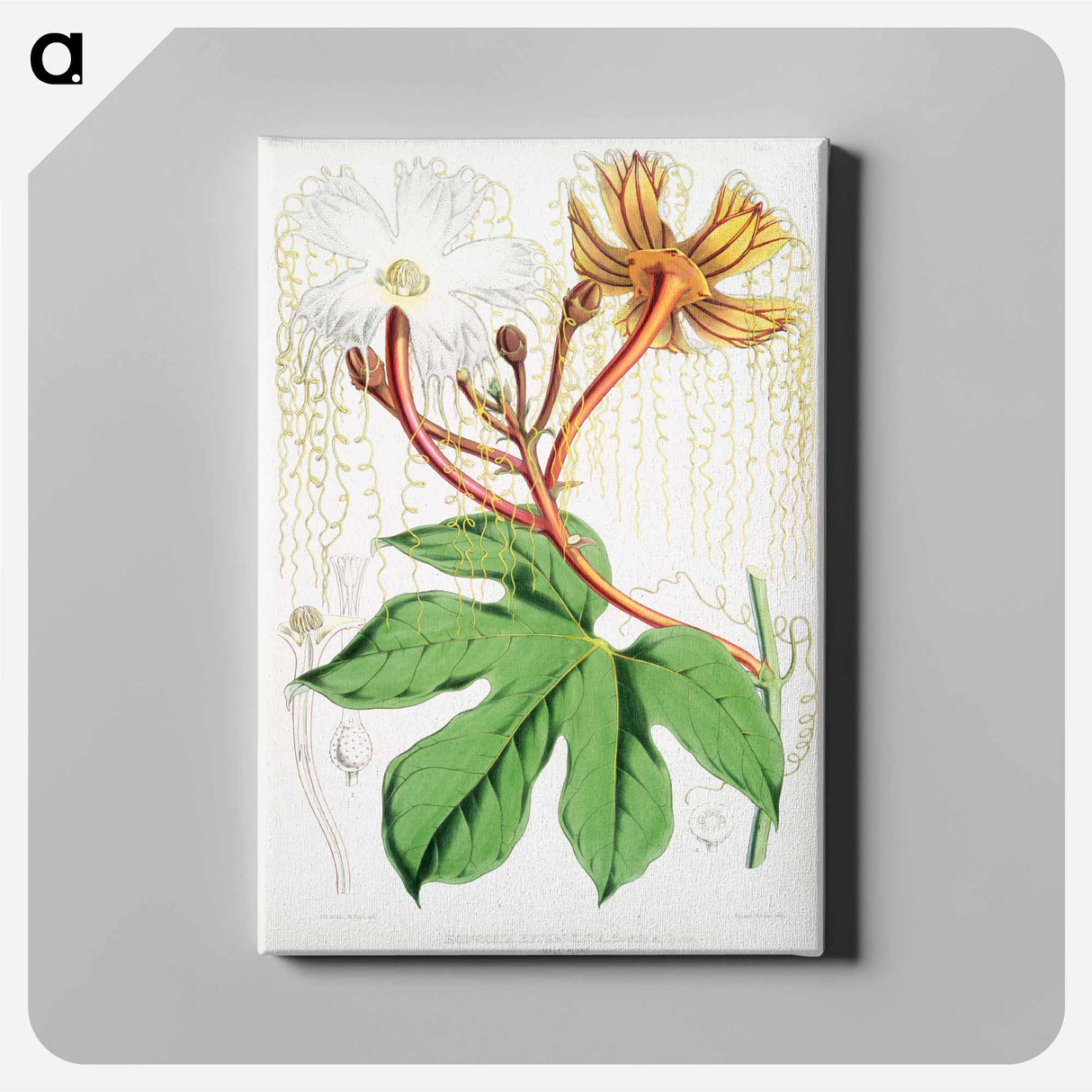 Chinese Lard Seed (Hodgsonia Heteroclita), male plant from Illustrations of Himalayan plants by WH (Walter Hood) Fitch - Walter Hood Fitch Canvas.