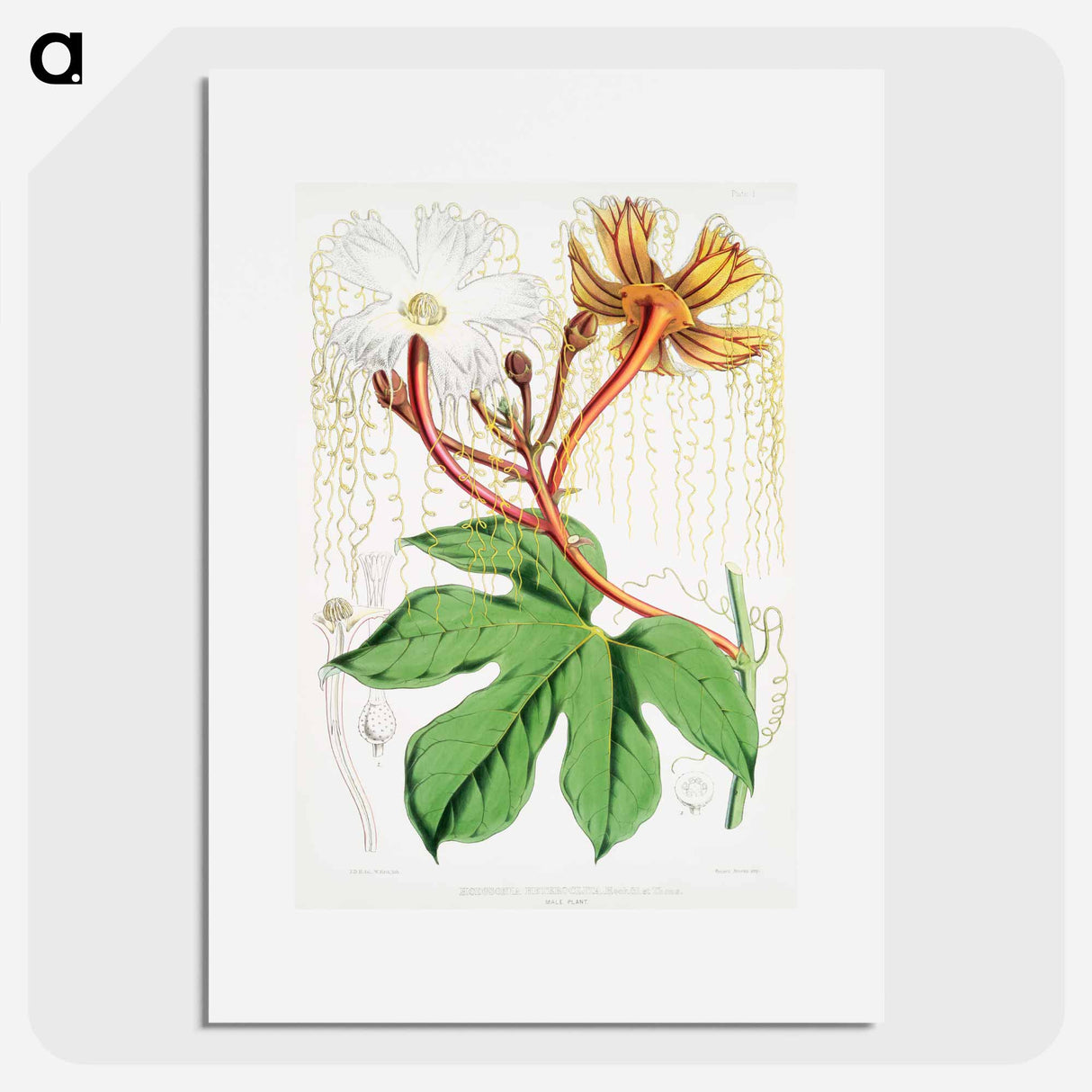 Chinese Lard Seed (Hodgsonia Heteroclita), male plant from Illustrations of Himalayan plants by WH (Walter Hood) Fitch - Walter Hood Fitch Poster.