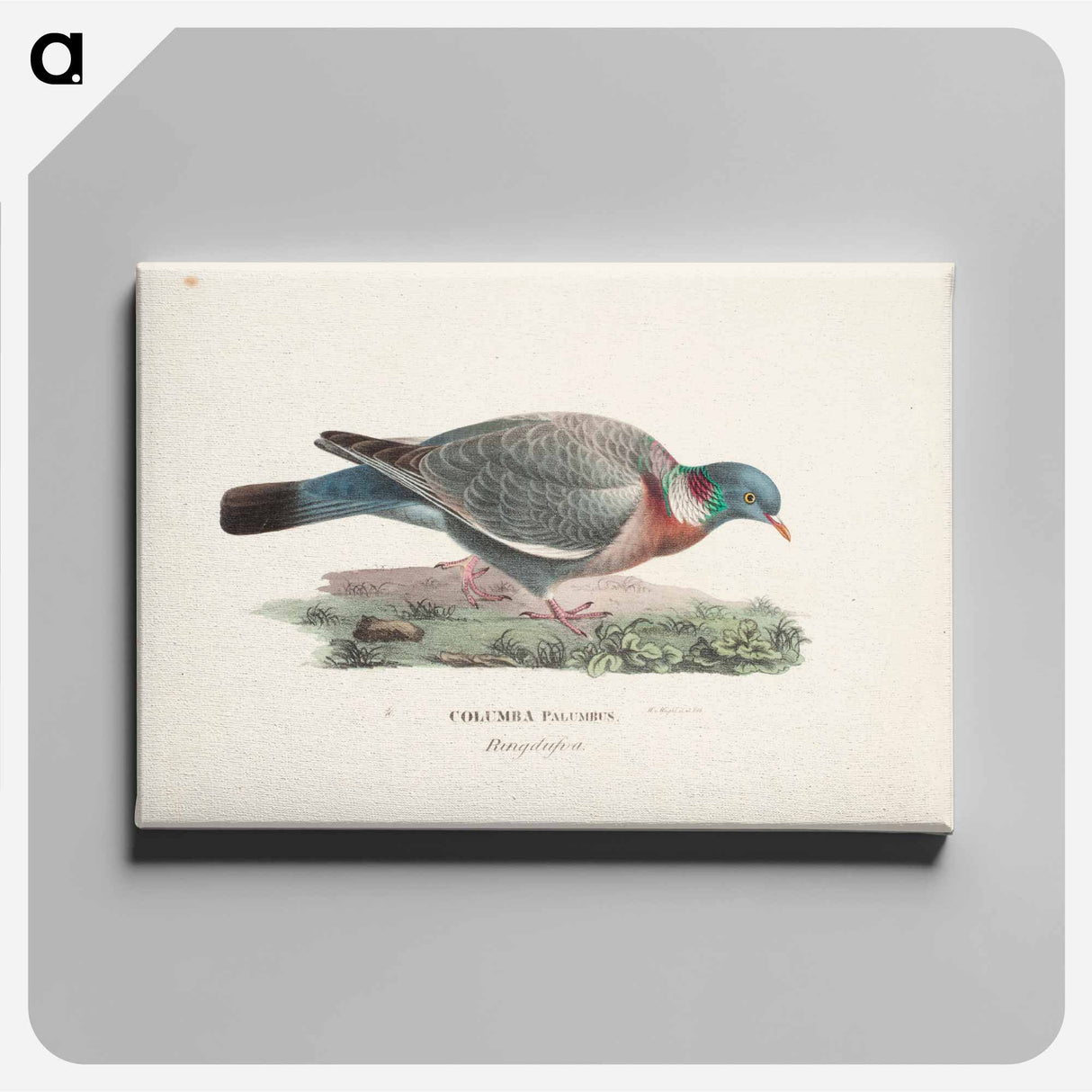 Common wood pigeon - ヴィルヘルム フォン ライト Canvas.