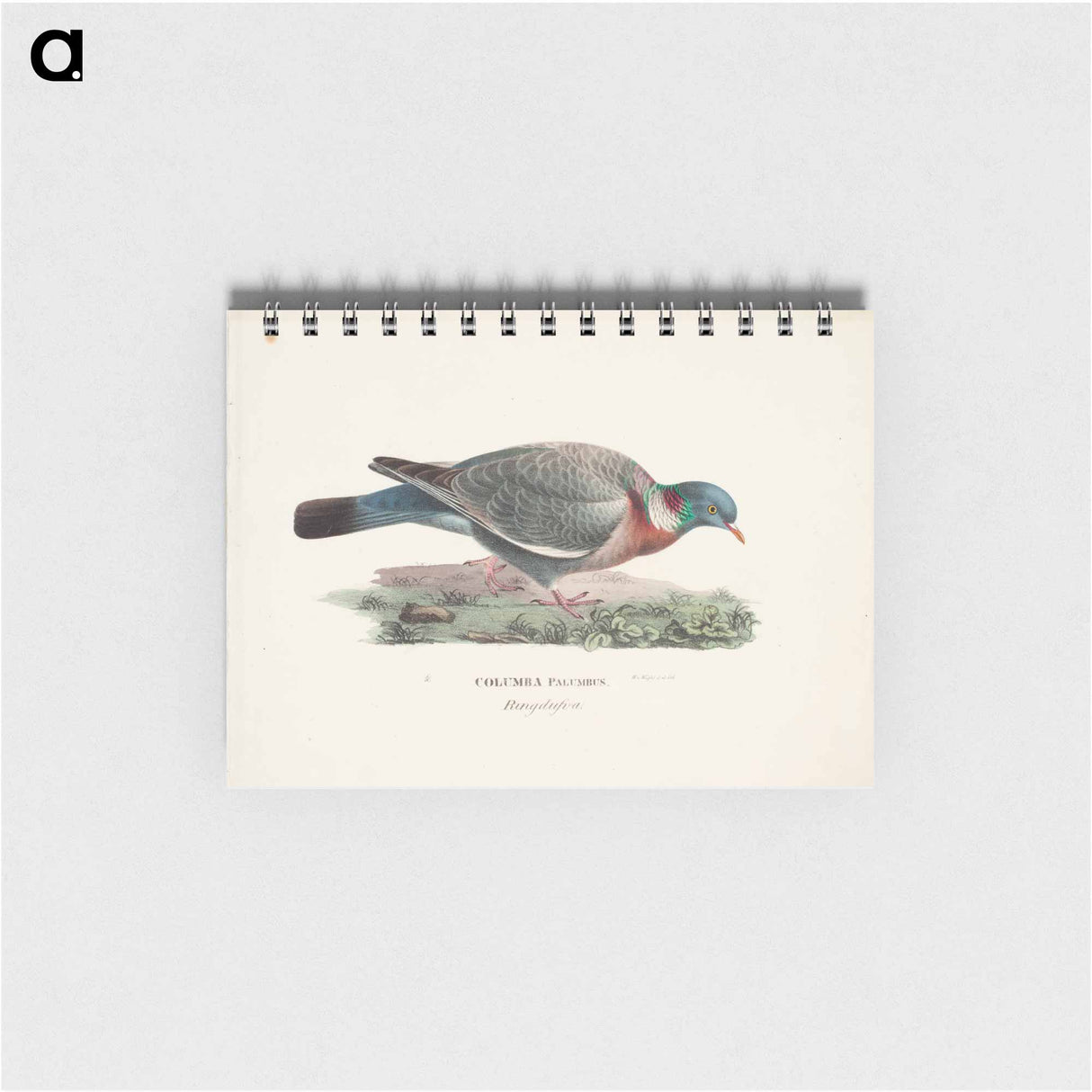 Common wood pigeon - ヴィルヘルム フォン ライト Memo.