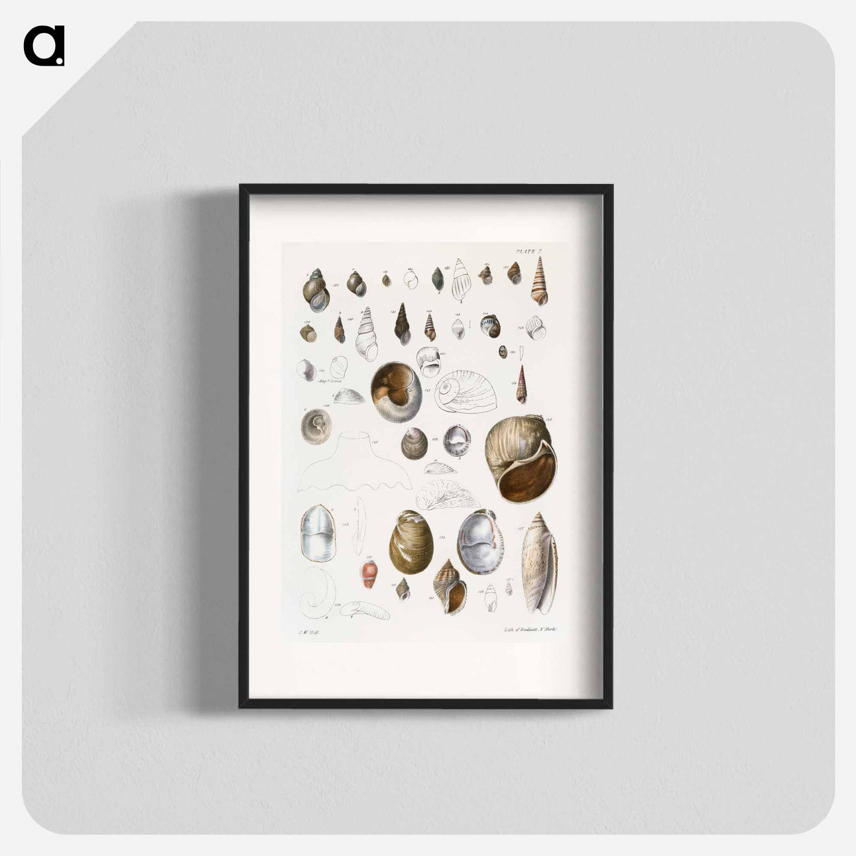 Different types of seashells illustration from Zoology of New York by James Ellsworth De Kay - ニューヨークの動物学 Poster.