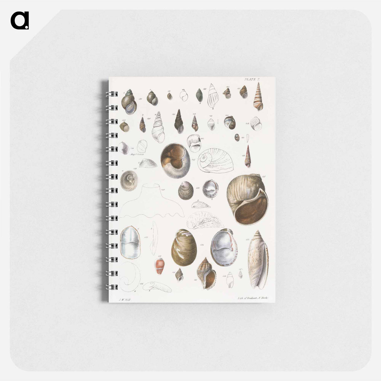 Different types of seashells illustration from Zoology of New York by James Ellsworth De Kay - ニューヨークの動物学 Memo.