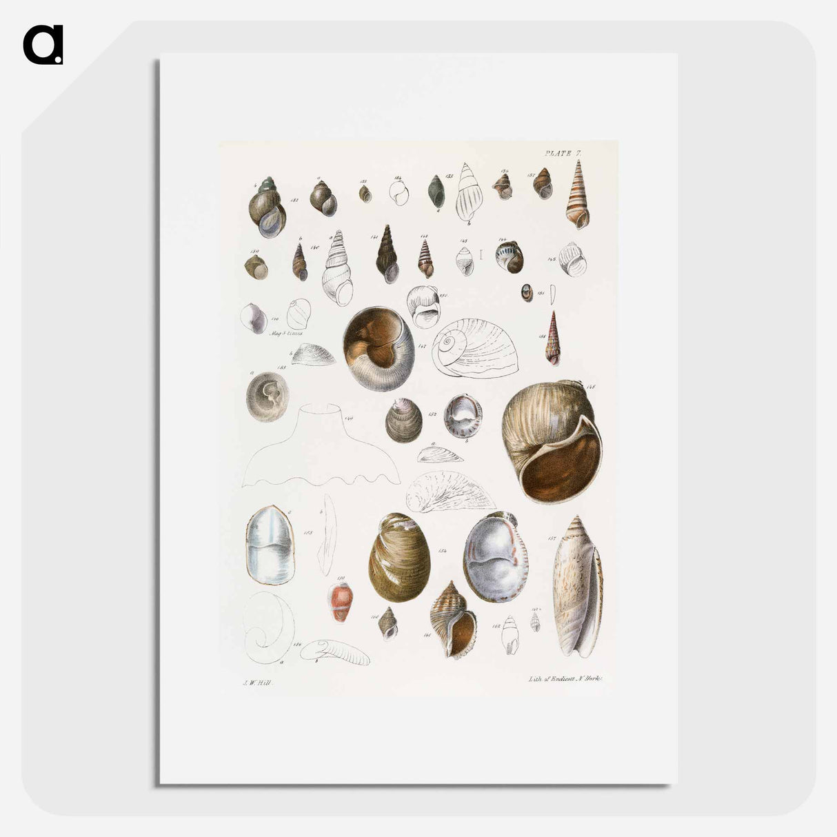 Different types of seashells illustration from Zoology of New York by James Ellsworth De Kay - ニューヨークの動物学 Poster.