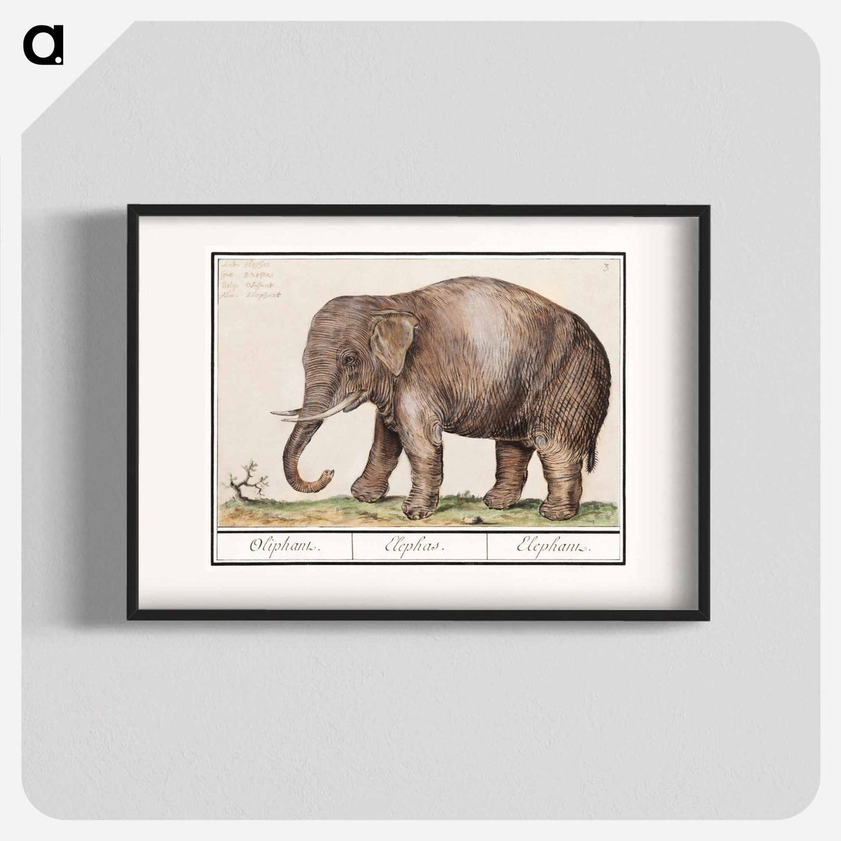 アートポスター-Asian elephant - アンセルムス ボエティウス デ ブート Poster.