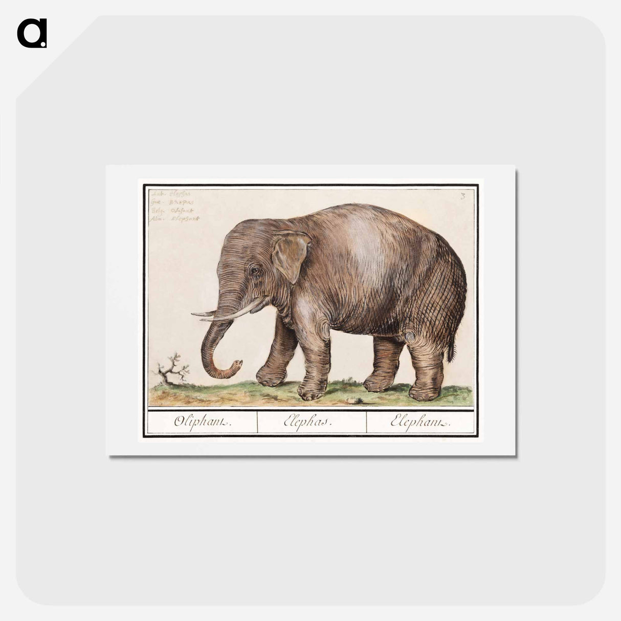 アートポストカード-Asian elephant - アンセルムス ボエティウス デ ブート Postcard.