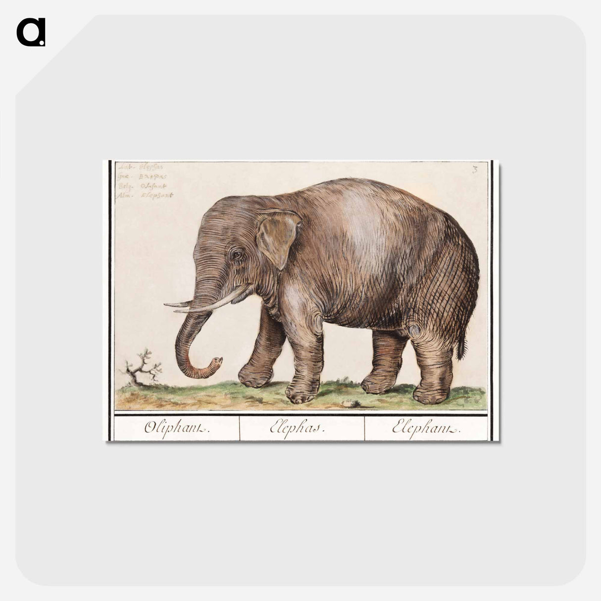 アートポストカード-Asian elephant - アンセルムス ボエティウス デ ブート Postcard.
