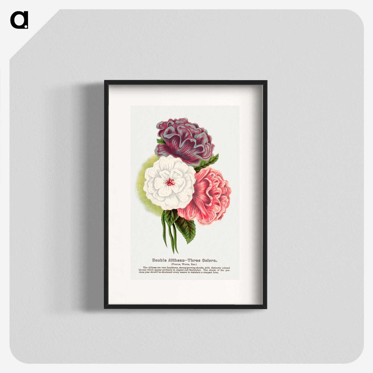 1-24_Botanical-Specimen-Plates_blk