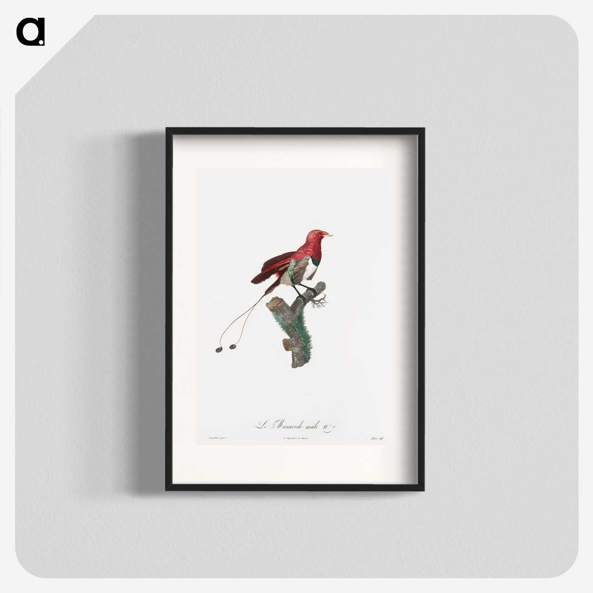 1-24_Des-Oiseaux-de-Paradis_blk