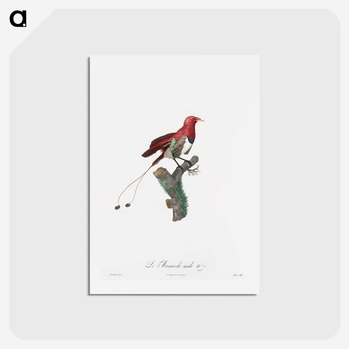 1-24_Des-Oiseaux-de-Paradis_hagaki